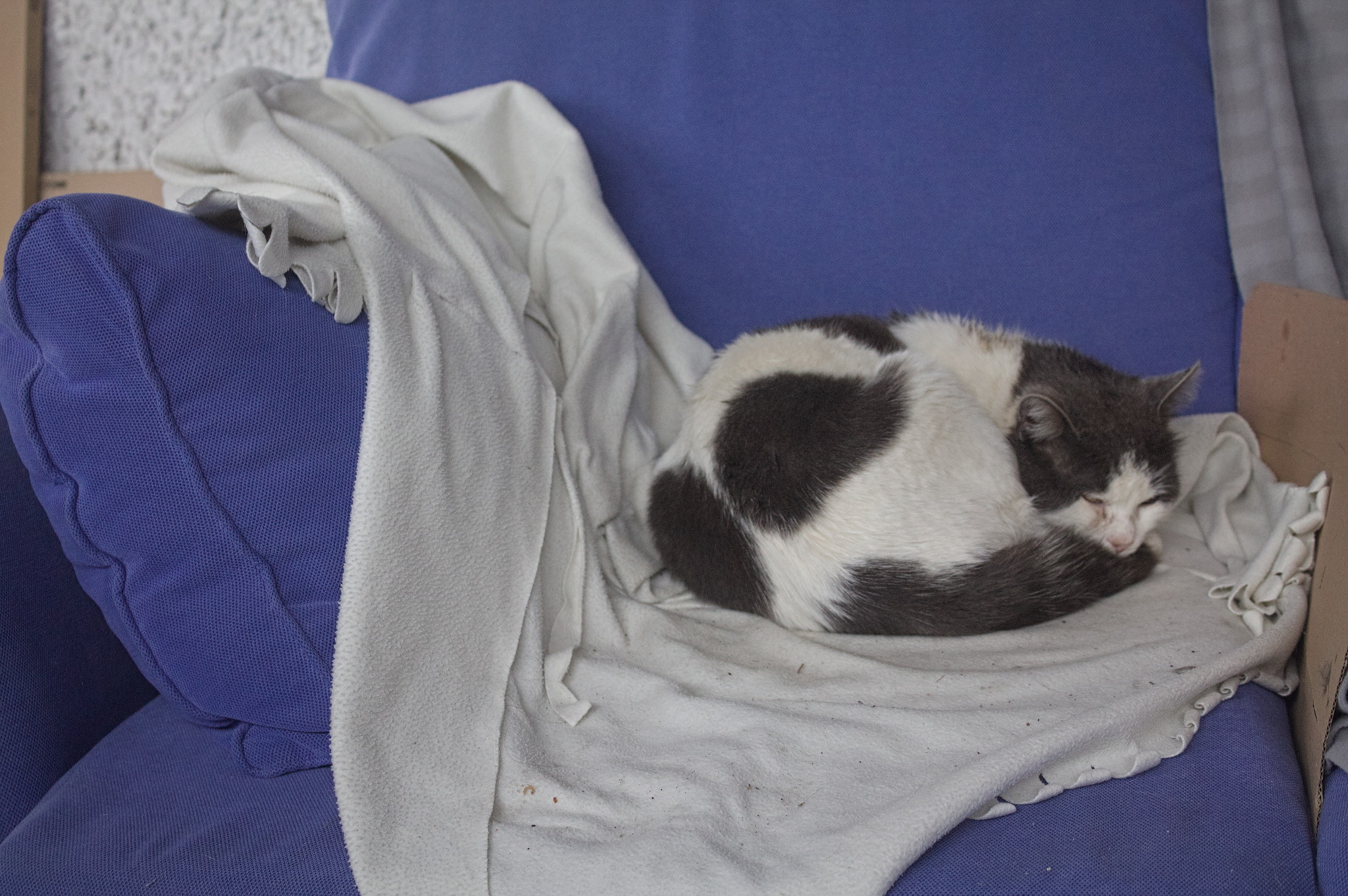 a free cat sitting half asleep on an old couch, with a formerly
white piece of fabric draped between the armrest and the seat.
A piece of cardboard between two seat pillows provides additional
protection from the wind.